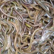 黄鳝苗，正大九号黄鳝苗，基地直供，量大可以免费送货