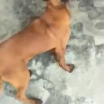 高端精品马犬咬口好动力足zzzzzzzz