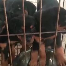 精品罗威纳双血统高端犬品相好zzzzz