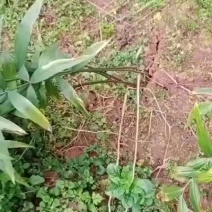 黄精苗子