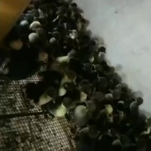 鸡苗鸭苗，鹅苗常年搞批发，随时都有货，有现货
