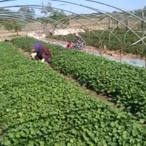 西瓜红苗，龙九苗，杠九苗冷棚育苗