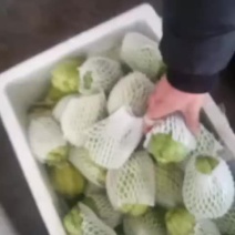 佛手瓜苗