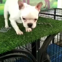 法斗犬双血统品相很好高端精品.....