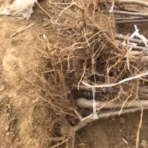2公分樱桃苗