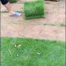 马尼拉草