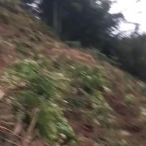 牛大力农场转让