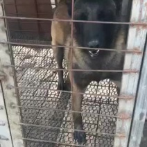 精品双血统马犬，自养自销动力足