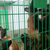 精品马犬高动力马犬红马犬幼犬视频挑选黑马犬