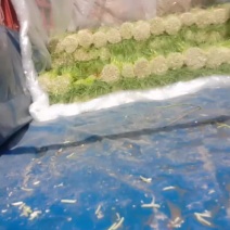 蒜薹