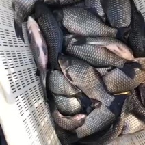 大鲫鱼