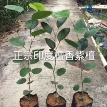 正宗檀香紫檀苗珍惜名贵红木树苗绿化庭院