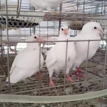 肉鸽，种鸽月月产鸽全国各地发货一对也发