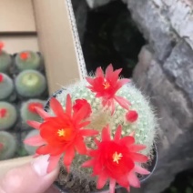 基地直销各种归格白雪光批发