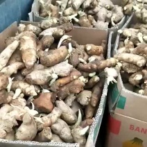 姜种，生姜大量批发品种产量高产品种齐全货源充足