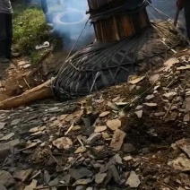 皂角树