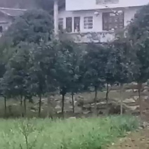 蒜苗