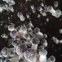 大球盖菇上市了！