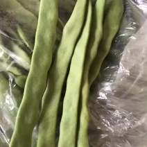 商河芸豆大量上市精品通货