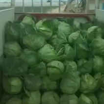 陕西甘蓝上市了