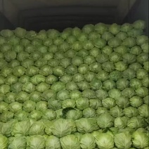 绿甘篮宣硬甘蓝
