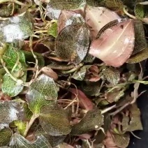 金线莲