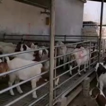 山东胜达牧业
