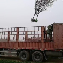红叶李装车，6至15公分有货