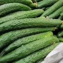 密刺黄瓜