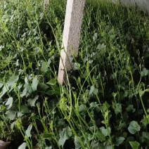 佛手瓜种苗