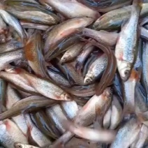 柳根鱼
