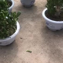 多肉吸财树老桩个头大杠子粗