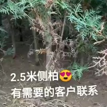2.5米侧柏，35土球，冠幅70