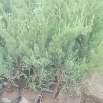 小龙柏上杯，，，，，，