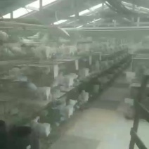 鸽宝骏马