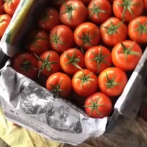 西红柿九月份中旬大量上市中