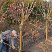 基地直销紫荆树苗价格便宜质量好