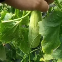 《推荐》羊角蜜甜瓜产地直发各大市场，商超，电商团购