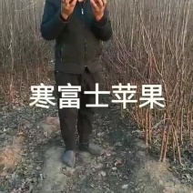 寒富士矮化苹果苗，保证纯度保证质量保证成活率，全国发货