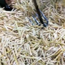 竹笋