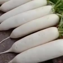 白萝卜