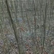 无刺花椒苗