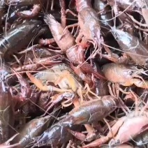 湖北潜江小龙虾批发每天更新价格欢迎随时联系订购