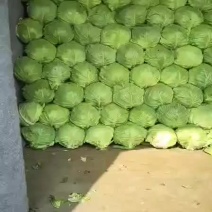 甘蓝