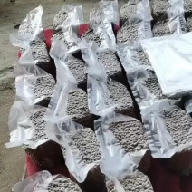 桃树种子，毛桃种子大量批发零售，一手货源