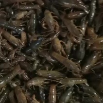 微山湖万亩龙虾，虾苗预订中