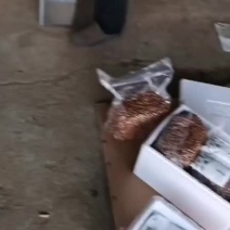 桃中种子毛桃芽，大量批发零售，一手货源