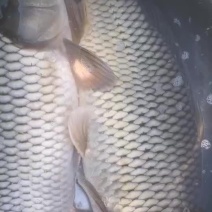 鲤鱼