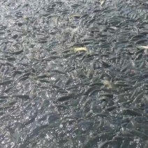 花鲢鱼