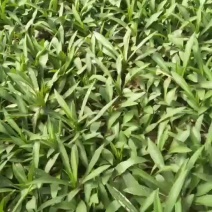 荷兰菊